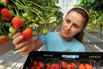 Brigády v cizině: Stále častěji práce pro Čechy nad padesát