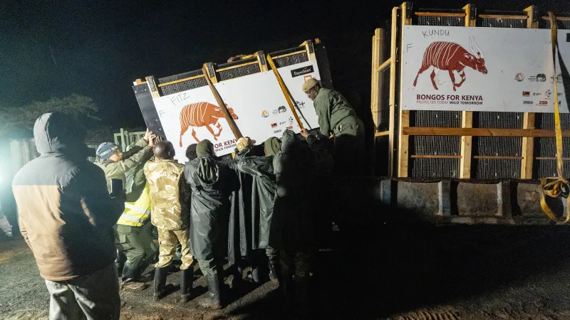 Transport bongů do Afriky