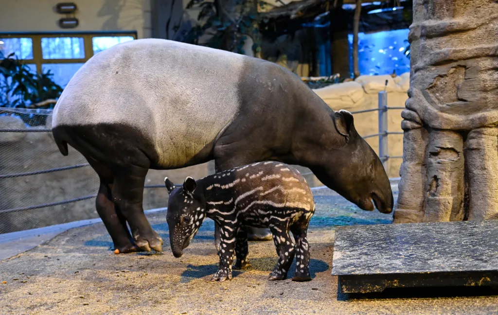 Ve zlínské zoologické zahradě se narodilo mládě tapíra čabrakového