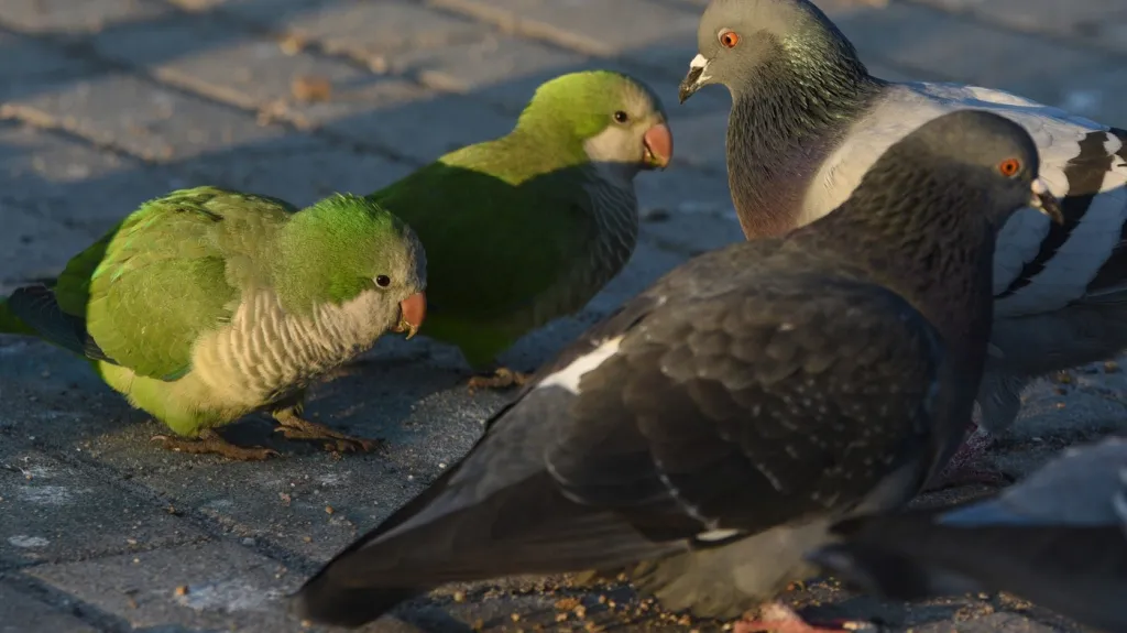 Papoušci mniší s holuby na ulicích Madridu