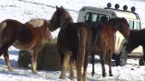 Koně na pastvinách