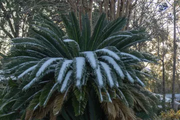 Na jih USA vpadl arktický vzduch, sněžilo na Floridě a panovaly mrazy