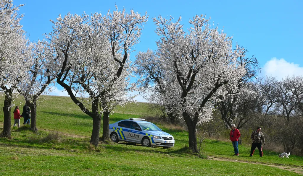 Policisté v rozkvetlém mandloňovém sadu hlídkují a kontrolují dodržování vládních nařízení 4. dubna 2021