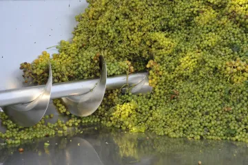 První burčák bude o týden později než loni, kvůli chladnějšímu počasí