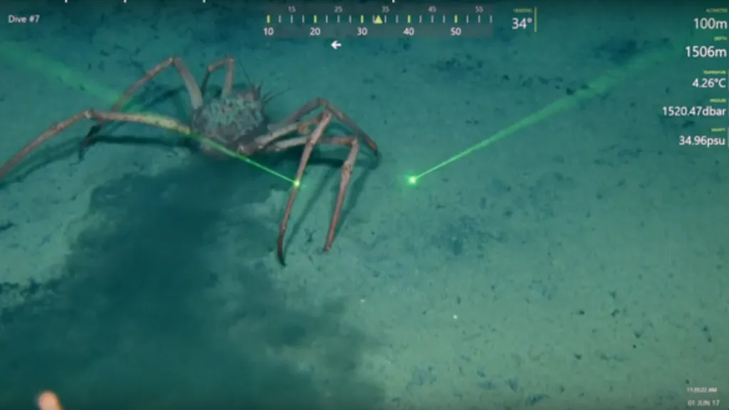 Krab na dně Mexického zálivu