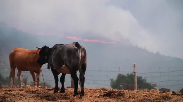 Lesní požáry ve Španělsku
