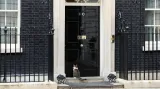 Kocour Larry před svým domovem v Downing Street 10
