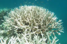 Čtvrté globální blednutí korálů začalo, oznámili američtí vědci