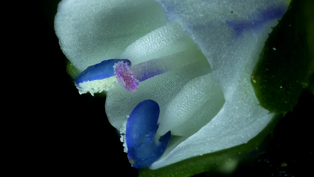 První místo: Samoopylení u květu rozrazilu douškolistého. Autor: Jay McClellan, USA