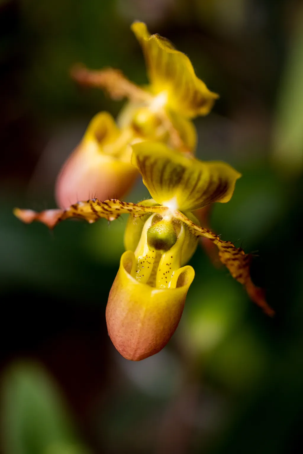 Výstava orchidejí v pražské botanické zahradě