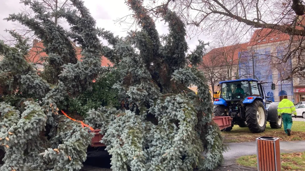 Vánoční strom ve Slaném při instalaci