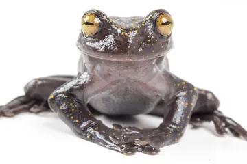 Vědci objevili v odlehlé části And neznámý druh žáby. Její existenci ale ohrožují čínští těžaři