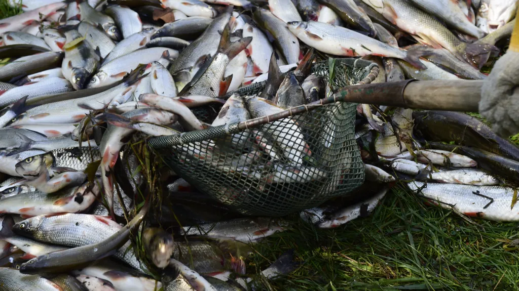 Uhynulé ryby po úniku kyanidu do řeky Bečvy