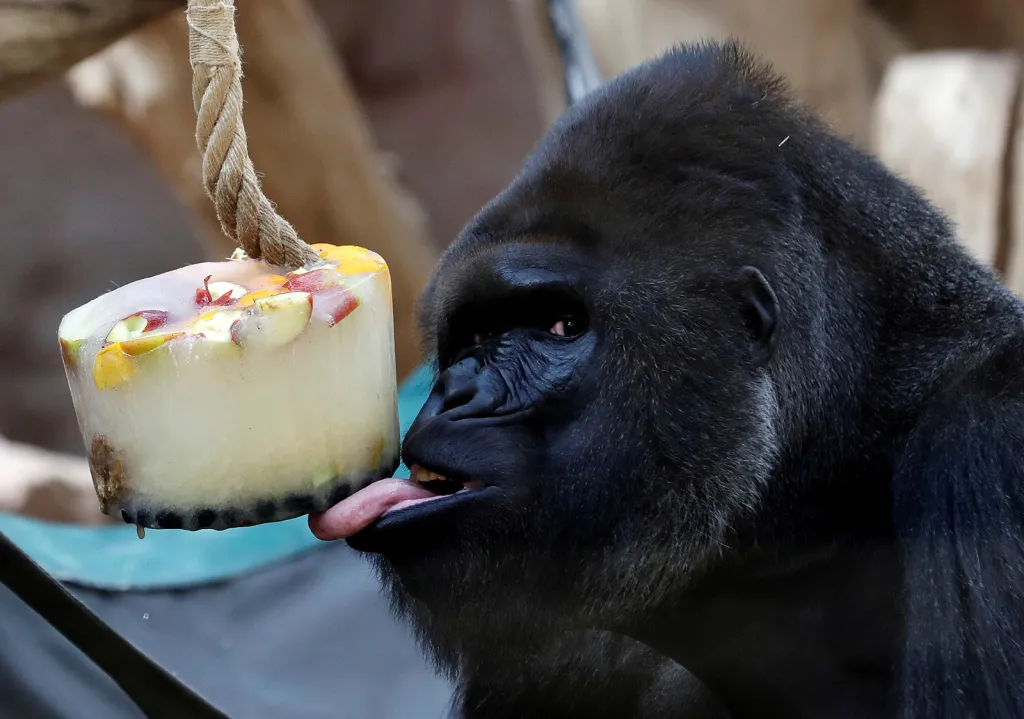 Gorila nížinná v pražské zoo si vychutnává zmrzlinu