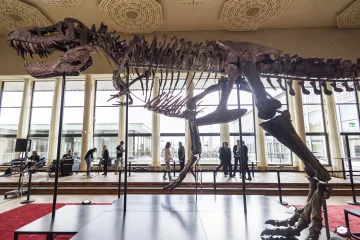 V Severní Dakotě vědci poprvé objevili sérii stop dospělého Tyrannosaura rexe