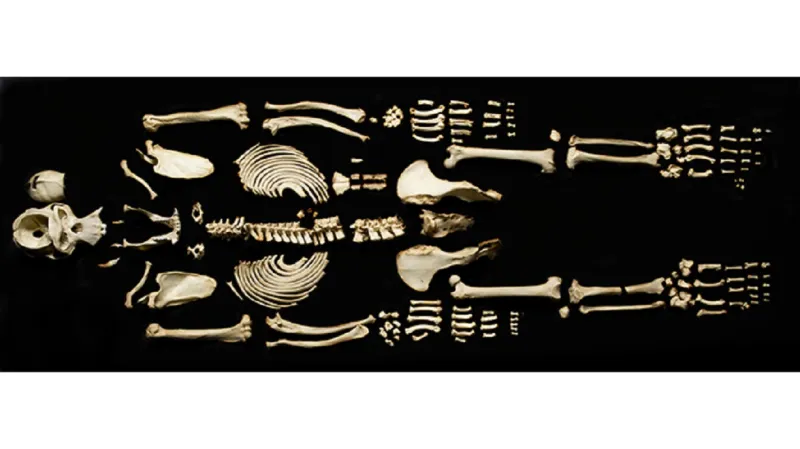 Kostra šimpanze Hama