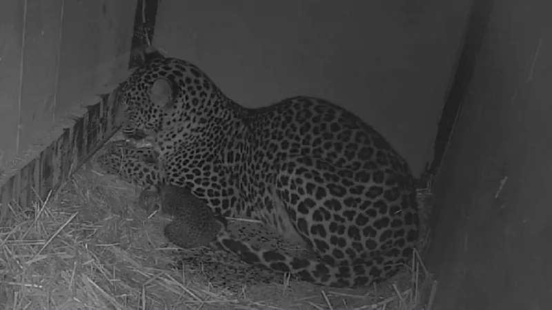 Brněnská zoo: levhart cejlonský