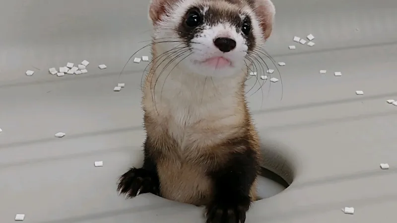 Naklonovaná tchoří samice