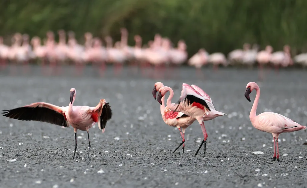 Město Bombaj překvapil přílet tisíců plameňáků