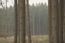 České lesy přišly o pozitivní vliv v boji se skleníkovými plyny. Uhlík víc uvolňují