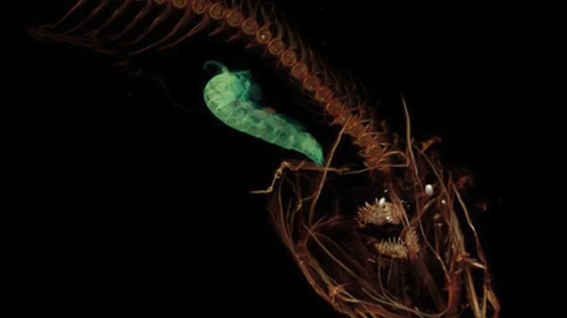 Pseudoliparis swirei