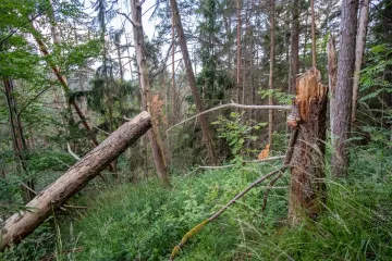Zalesňování není všelék na změnu klimatu, upozorňuje vědec z Akademie věd. Uhlík se v lesích neudrží navždy