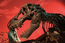 Mláďata tyranosaurů byla velká asi jako border kolie, vypočítali paleontologové