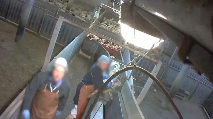 Zaměstnanci francouzských jatek brutálně zacházeli se zvířaty