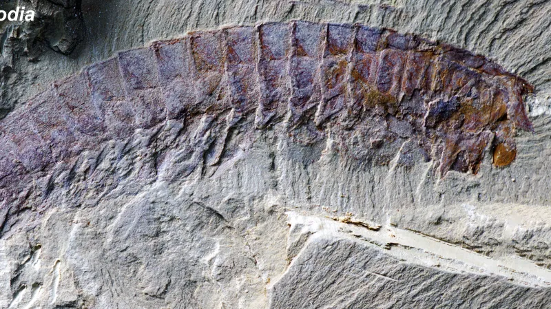 Fosilie Urokodia