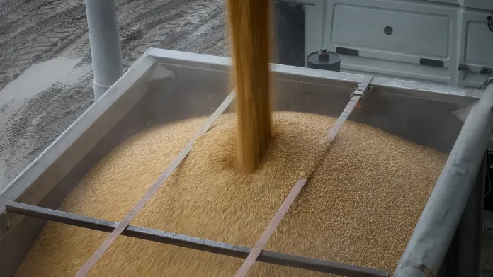 Nakládka sklizené kukuřice ve skladu poblíž ukrajinské obce Bilohirka