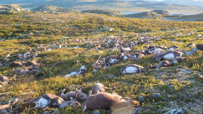 Snímek uhynulých losů