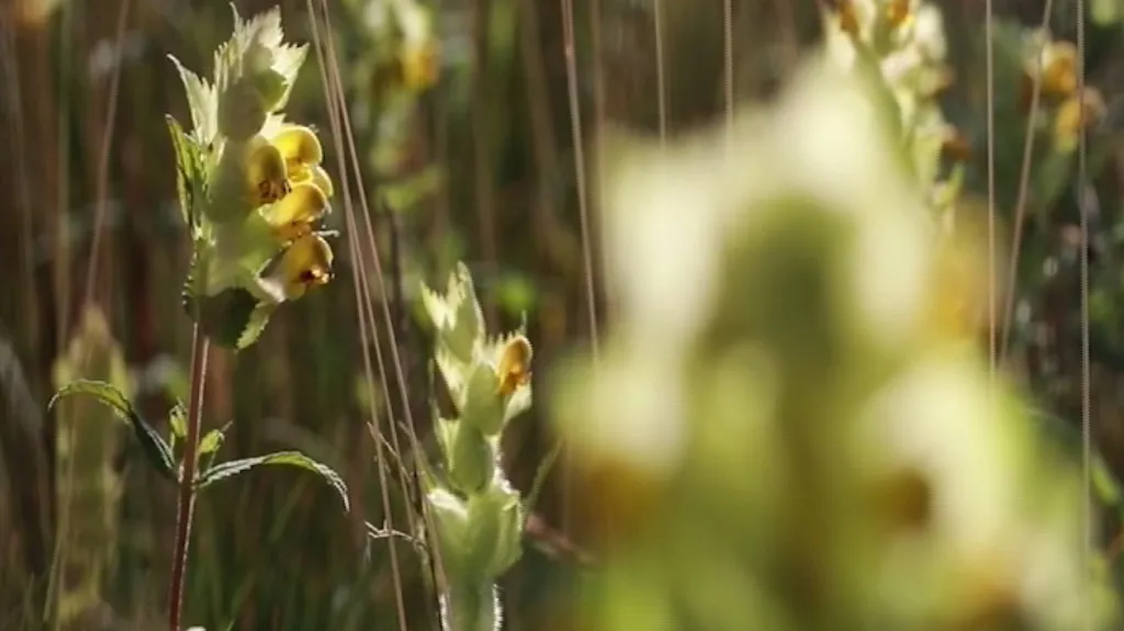 Kokrhel zvyšuje biodiverzitu v okolí dálnic