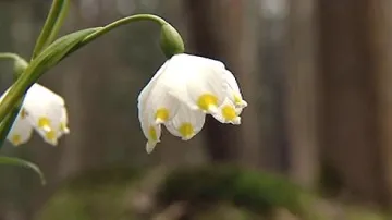Květ bledule jarní