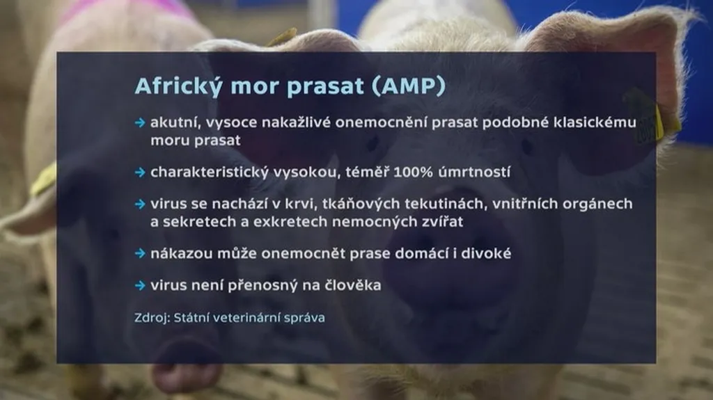 Africký mor prasat