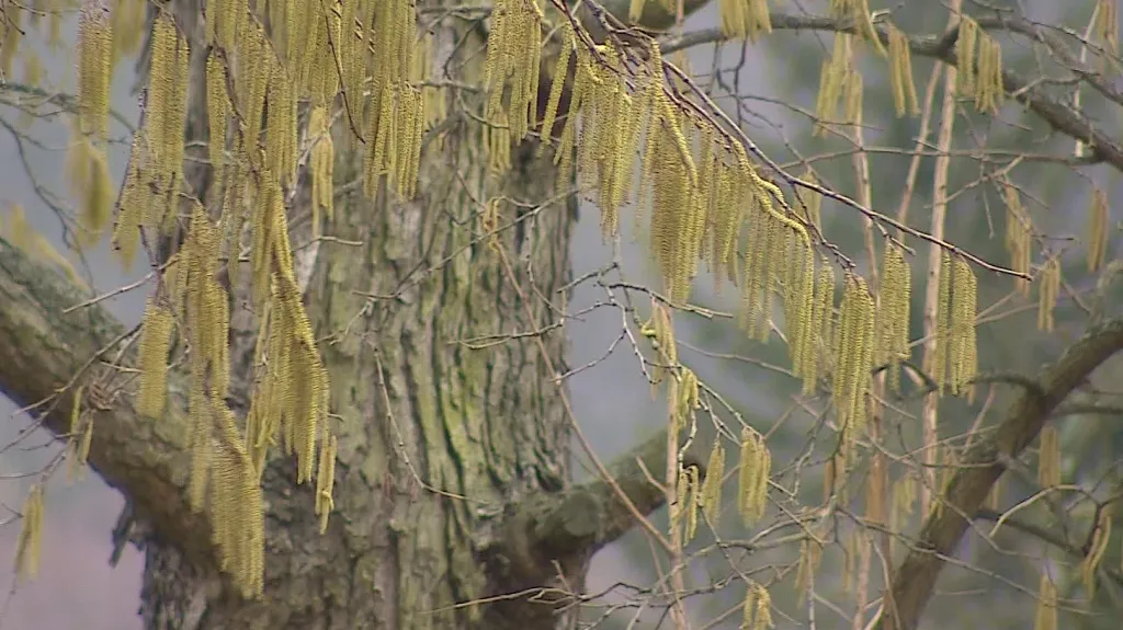 Sezóna pylových alergií začala o měsíc dřív