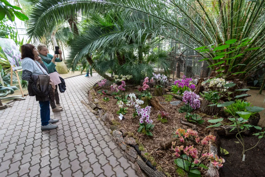 Výstava orchidejí v Olomouci