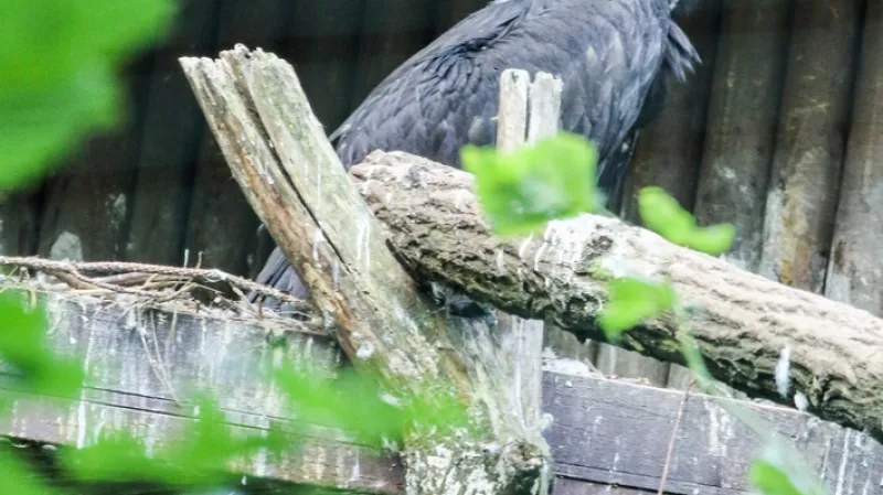 Mládě supa hnědého