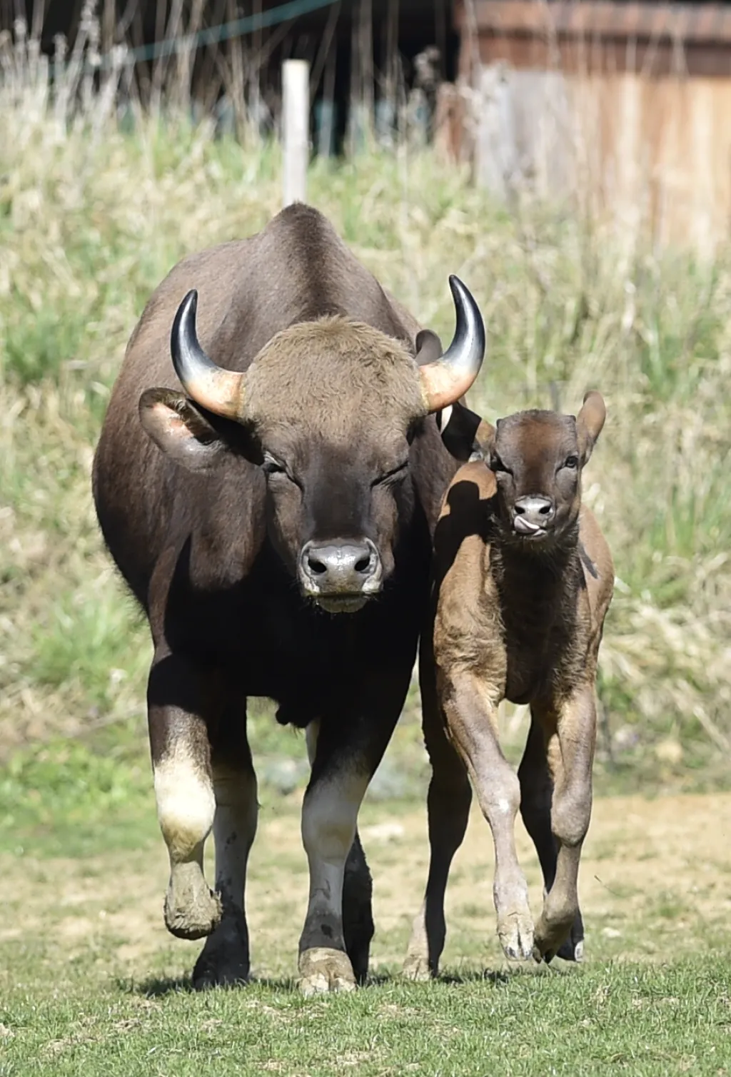 Představení prvního mláděte gaura indického ve zlínské zoologické zahradě
