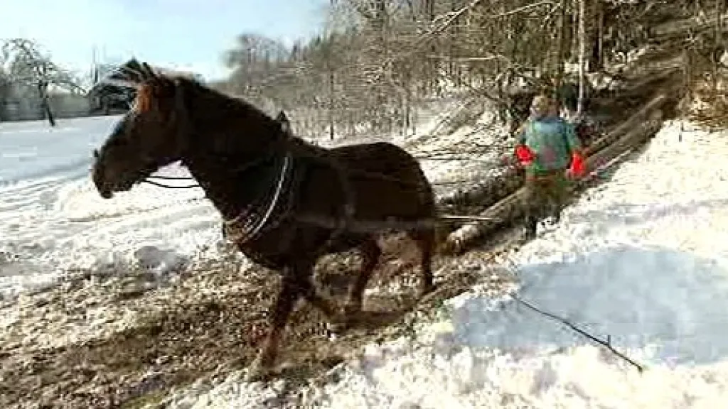 Využití koně při stahování dřeva