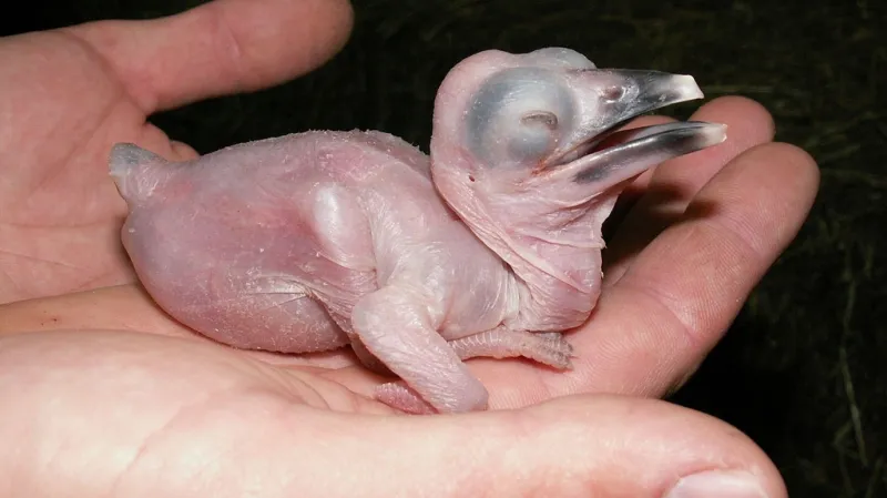 Mládě zoborožce kaferského