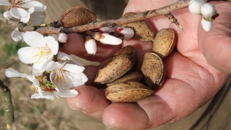 U Hustopečí kvetou mandloňové sady