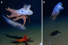 Hlouběji ještě chobotnici nikdo neviděl. Vědci nafilmovali bizarní tvory tisíce metrů pod hladinou
