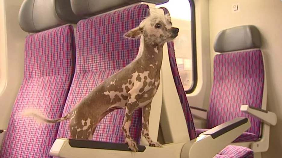 Pes ve vlaku