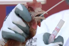 Vědci varují před pandemickým potenciálem ptačí chřipky. V Rusku se už přenesla z drůbeže na lidi