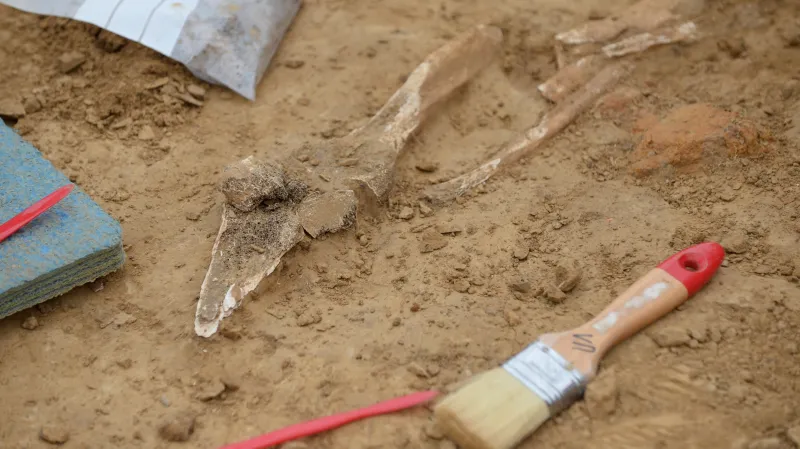Kosterní pozůstatky nalezené u Waterloo