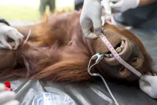 Na Borneu lidé zabili v posledních letech 100 tisíc orangutanů. Farmáři je loví ze msty