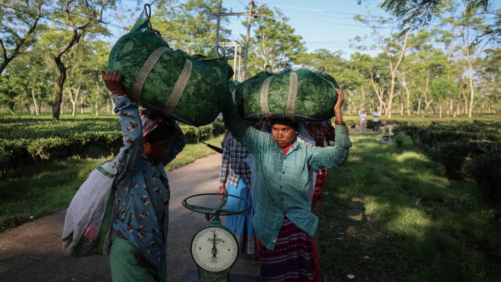 Sucho ohrožuje indický vývoz čaje a globální dodávky