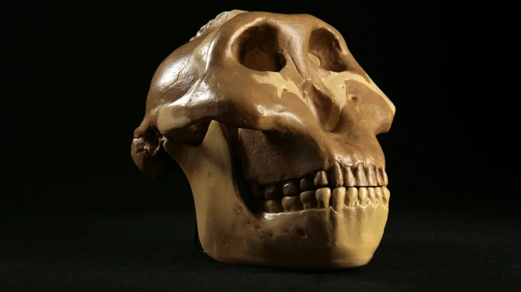 Lebka hominida