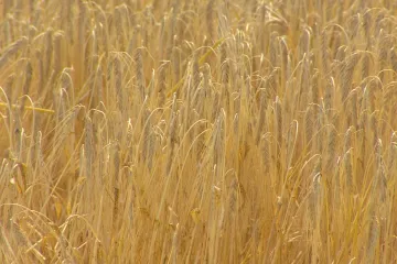 Vědci našli gen, který pomůže ječmenu přečkat sucha. Milovníci piva si mohou oddechnout
