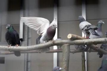 Záchranné stanice loni přijaly přes 42 tisíc zvířat